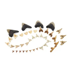 Guidecraft Super Shark Teeth Set - 40 pieces*Kids Kids' Outdoor Toys|Science Toys